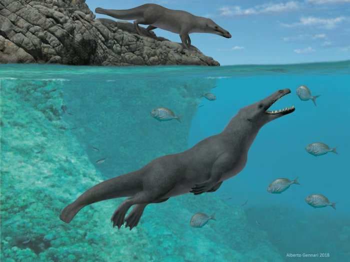 Paleontologists have discovered an ancient whale that had four legs and could walk on land