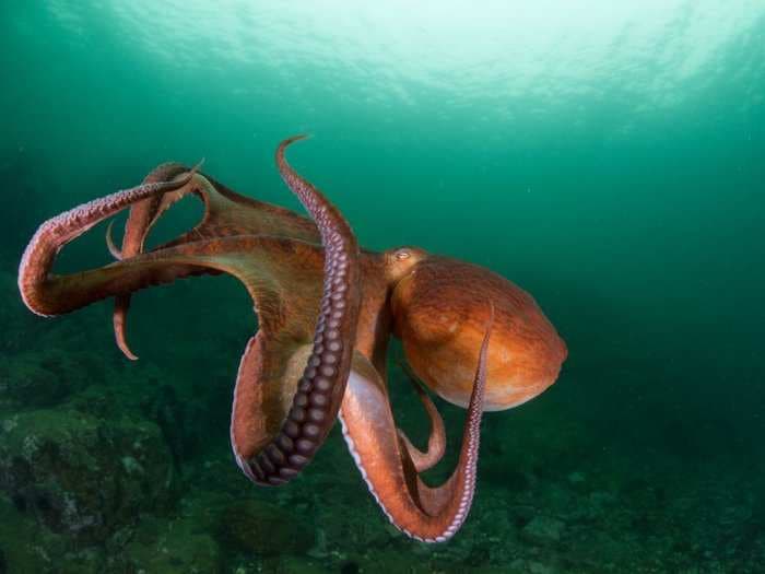 Octopus skin could be artificially replicated to make camouflage clothing and color-changing makeup