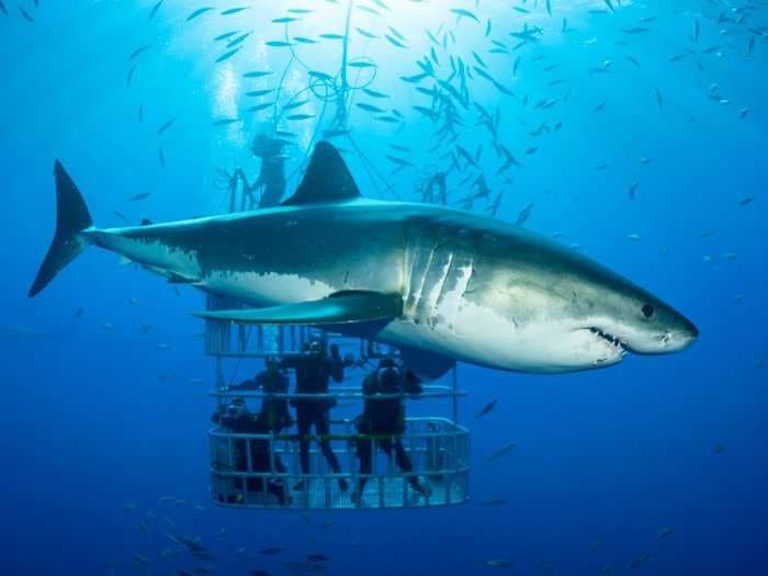 Killer whales feast on the livers of great white sharks - just one orca sighting can keep the sharks away for a year