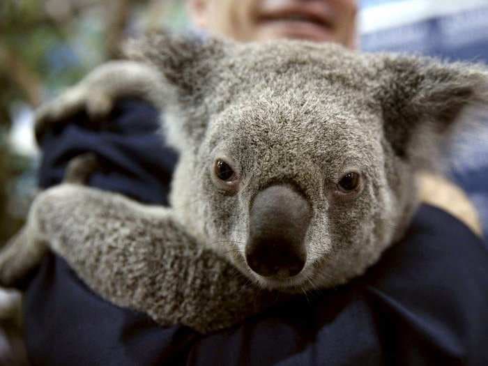 Only 80,000 koalas remain in the world, rendering them 'functionally extinct' - another victim of the 6th mass extinction