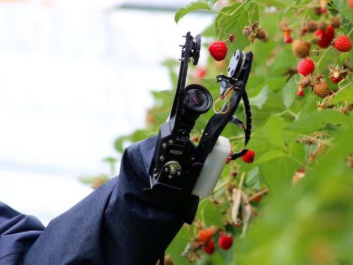 This fruit-picking robot can pick up to 25,000 raspberries a day, and it could someday replace human workers