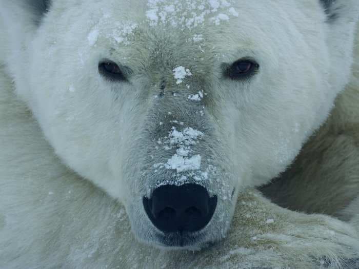 Stunning photos reveal the fragility and resilience of the Earth and its animals