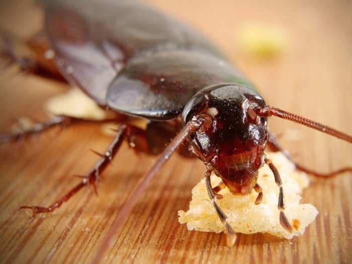 Cockroaches are becoming resistant to common insecticides, which could make them nearly impossible to exterminate