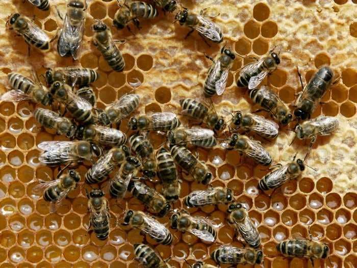 12 mind-blowing facts about bees