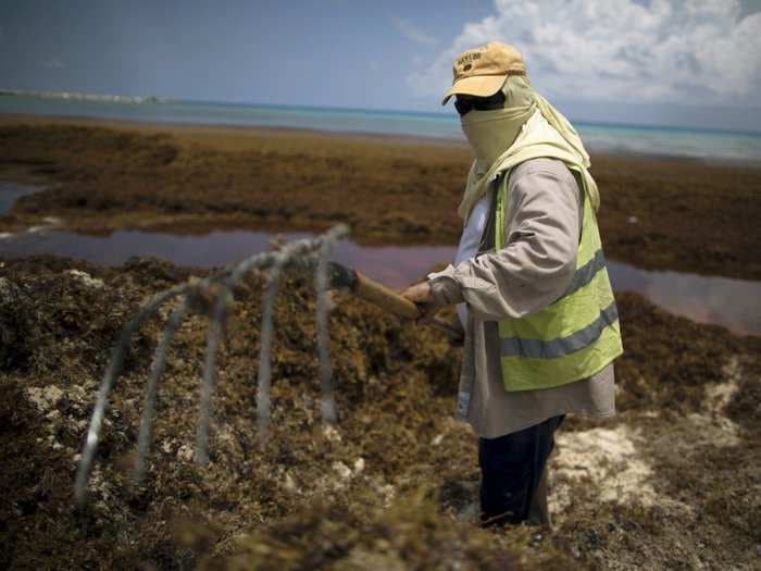 The algae epidemic suffocating the Caribbean has hit a scary milestone - the world's largest seaweed bloom now stretches from Africa to Mexico