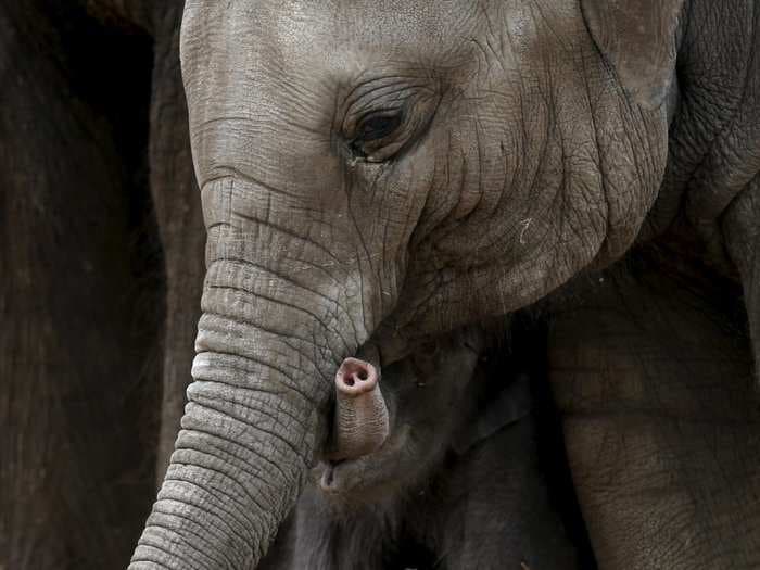 Elephants can smell quantity, a study suggests. It's a new level of olfactory prowess.