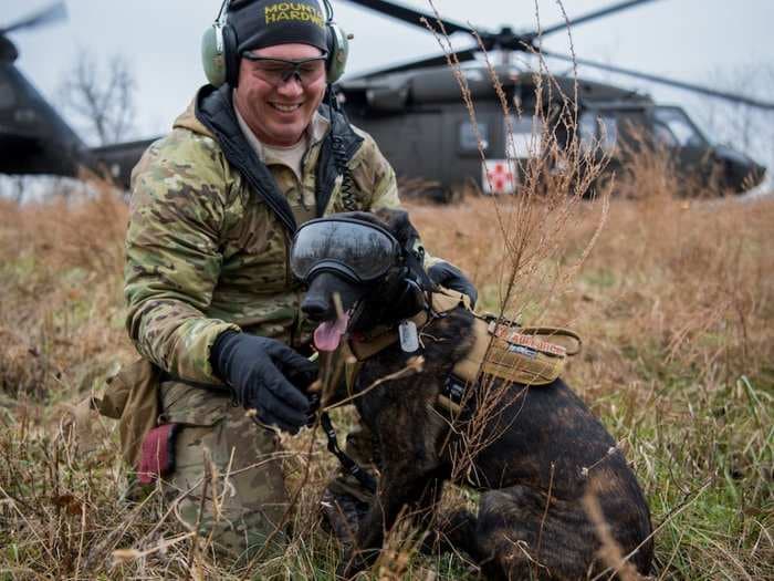 Meet Callie, the US military's only search-and-rescue dog