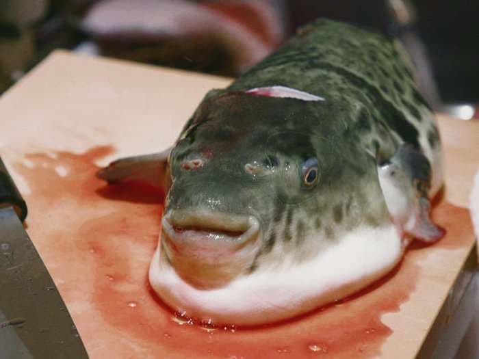 Japan eats 10,000 tons of this poisonous puffer fish delicacy