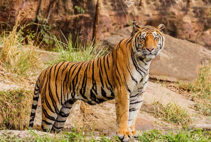 Prime Minister Modi says India has doubled its tiger population four years ahead of target