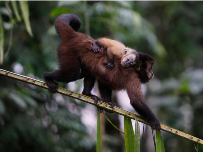 We've killed off more than 50% of forest animals on Earth, a new report found - even more evidence of a 6th mass extinction