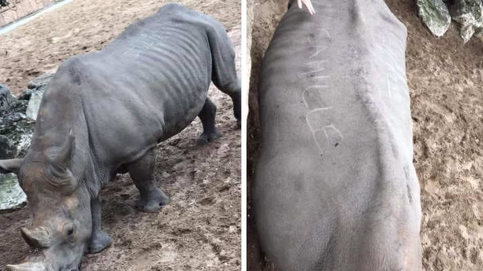 French Zoo enraged as wicked visitors scratch their names onto a rhino
