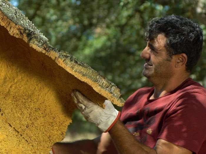 Portugal makes 40 million cork wine stoppers a day. We visited a cork forest to see how they're made.