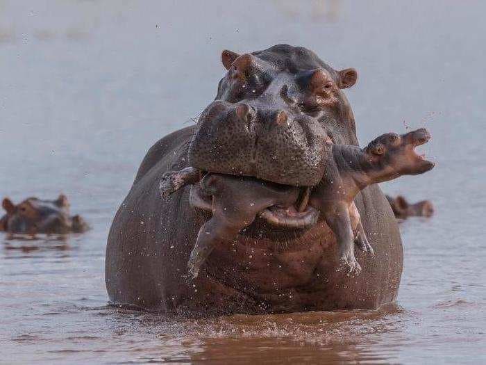 The best wildlife photos taken this year reveal a hippo murder, a hungry leopard seal, and a weevil ensnared by zombie fungus