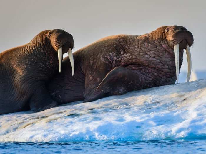 A Russian navy boat was attacked and sunk by a walrus in the Arctic