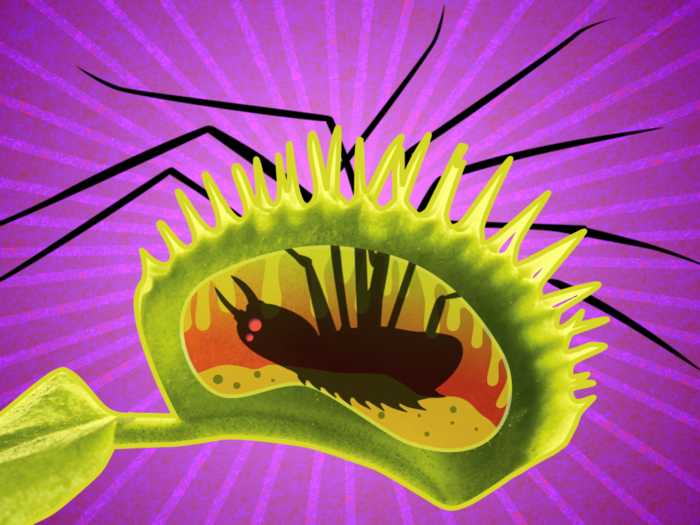 What's really going on inside an insect-munching venus flytrap