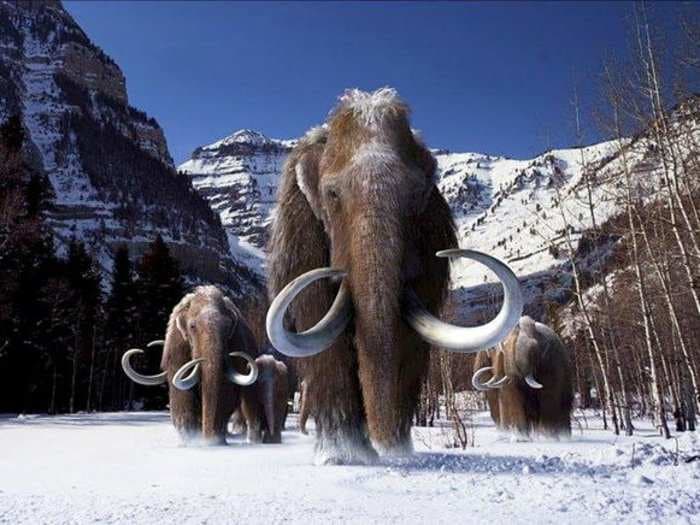 A new study reveals how the last woolly mammoths died out 4,000 years ago. That's after the Egyptians had built the pyramids.