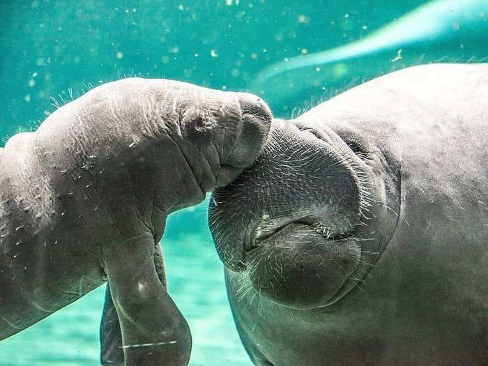 20 breathtaking photos of manatees in honor of Manatee Awareness Month