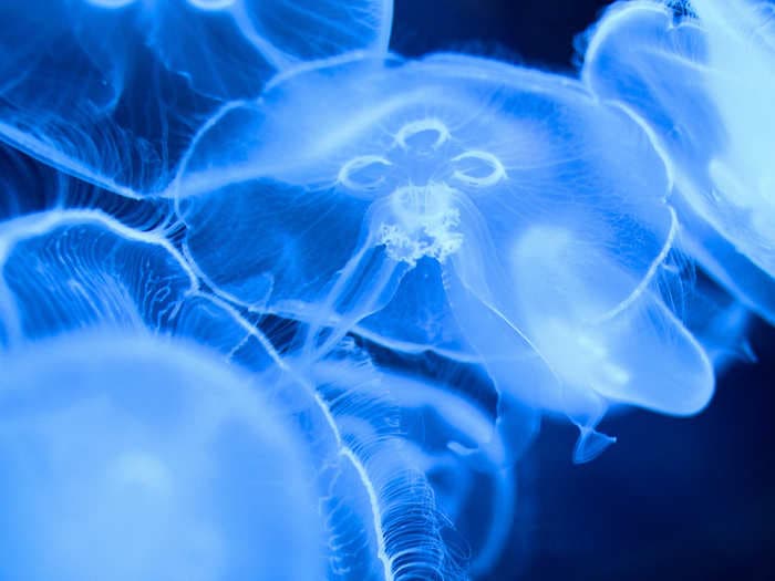 Thousands of animals around the world are at risk of extinction. But not jellyfish - they're thriving in warm, polluted water.