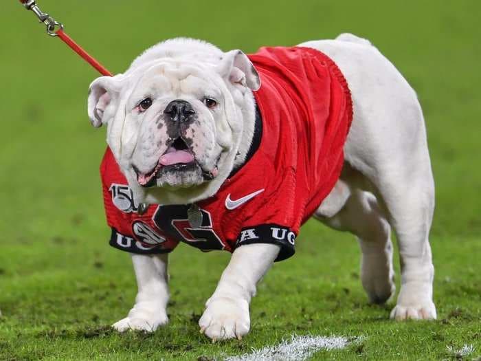 PETA is going after the University of Georgia for using a live mascot, but Uga the bulldog actually lives a lavish life