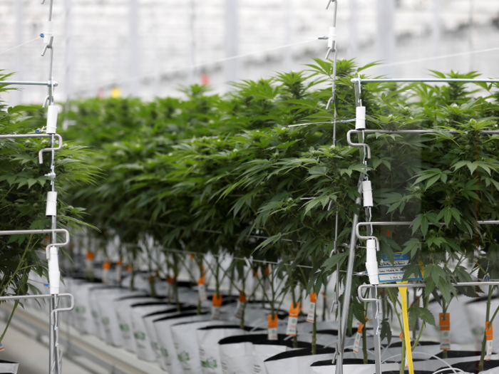 Traders betting against pot stocks made almost $1 billion in 2019. Here are the 8 stocks most responsible for those gains.