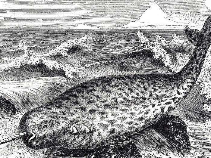 The history of the narwhal, the 'unicorn of the sea' with 10-foot tusks that scientists are only beginning to understand