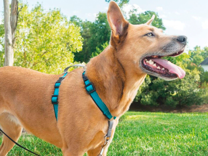 The best dog harnesses, according to professional dog trainers