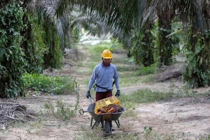 India bans Malaysian palm oil as diplomatic rift widens