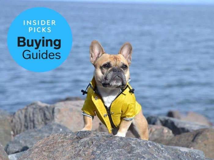 The best raincoats for dogs