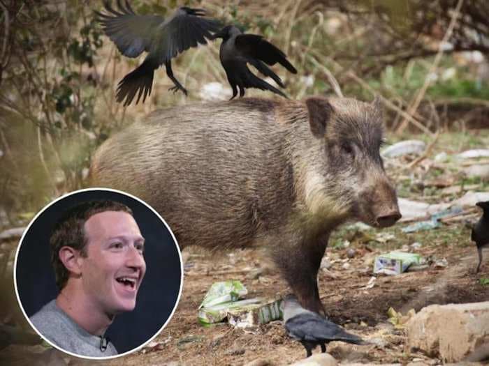 Mark Zuckerberg has an unconventional hobby: Hunting wild hogs with a bow and arrow