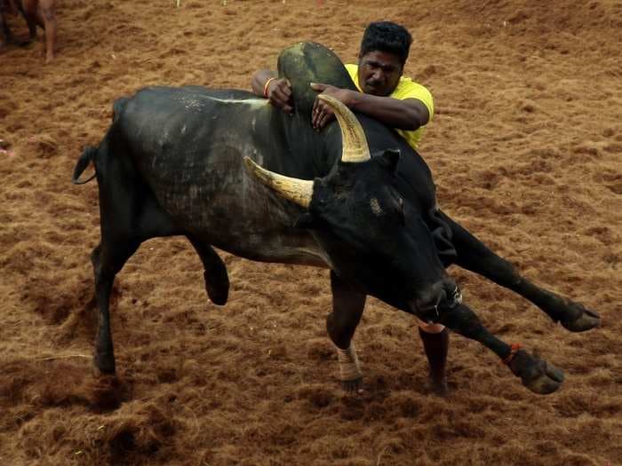 In India, a bull-fighting sport Jallikattu played by over 2000 bulls and 730 bull catchers left 71 injured — and it has just begun