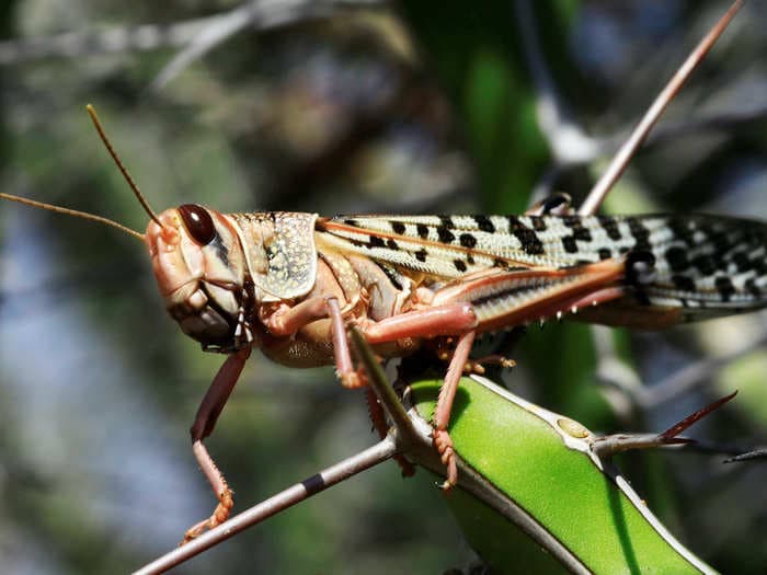 Swarms of locusts forced Somalia to declare a national emergency. Skin-crawling photos show how menacing their plagues can be.