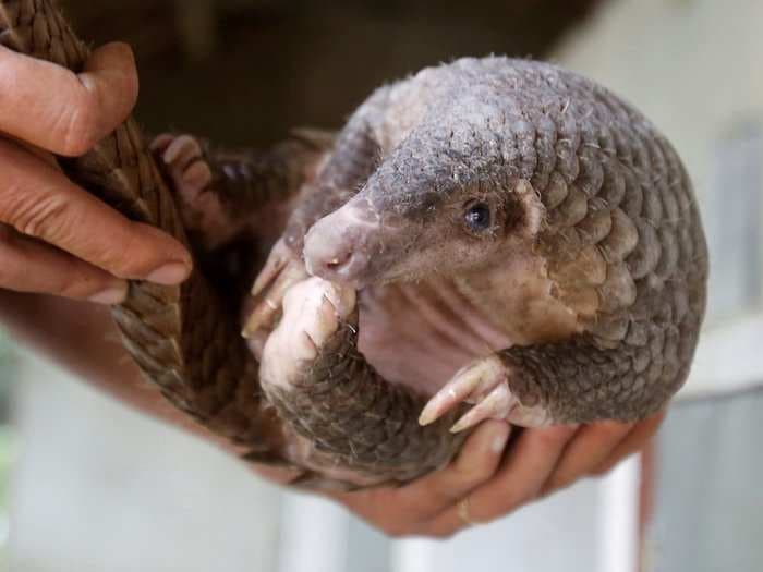 The new coronavirus may have jumped to people from endangered pangolins, some researchers now suggest