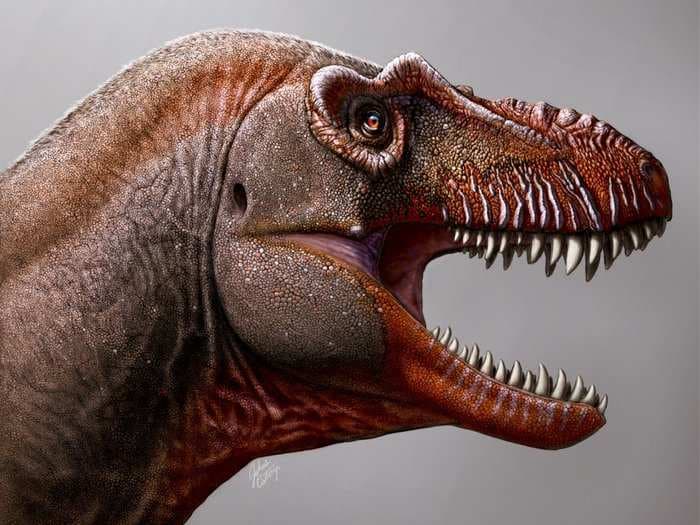 A new T. rex relative called the 'reaper of death' has been discovered in Canada