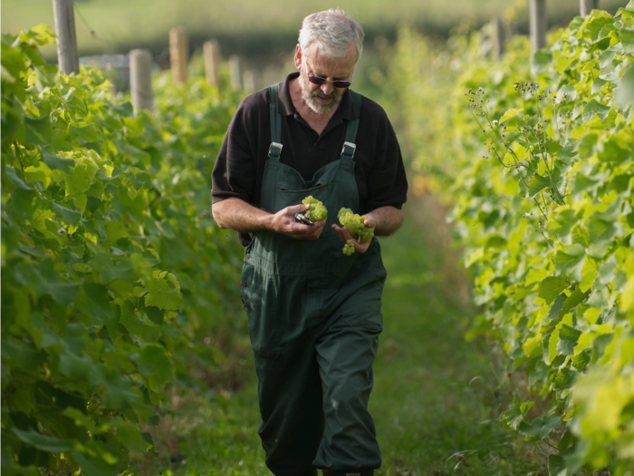 Wine is expected to get a lot more affordable due an oversupply of California grapes