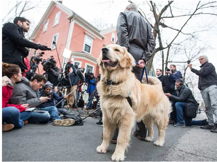 Elizabeth Warren's dog Bailey endorses burrito