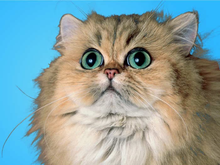 Veterinarians debunk 13 cat myths