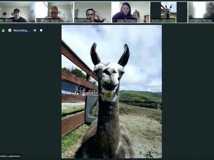 Invite a llama or goat to your next corporate Zoom meeting or video call for under $100
