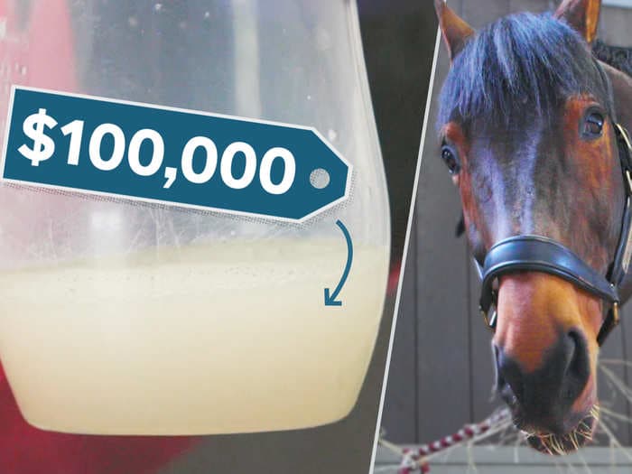 Why thoroughbred horse semen is the world's most expensive liquid