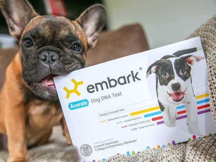 This dog DNA test helped me figure out what breed my rescue dog is and what health conditions to watch out for