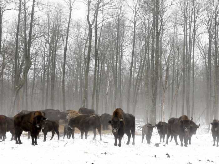 There's a thriving population of radioactive animals that have taken over the abandoned Chernobyl exclusion zone, even though the area is toxic for humans