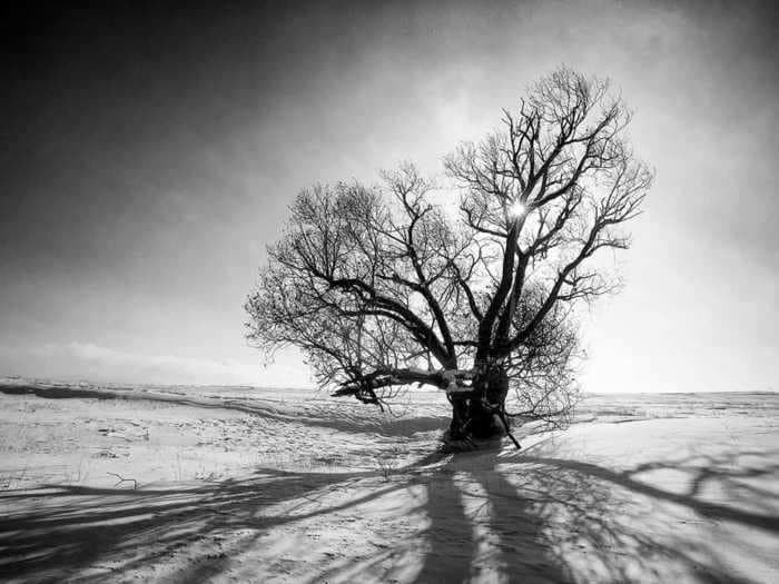 A photographer has been taking photos of trees for 16 years to remind us just how important they are — here are some of his most stunning images