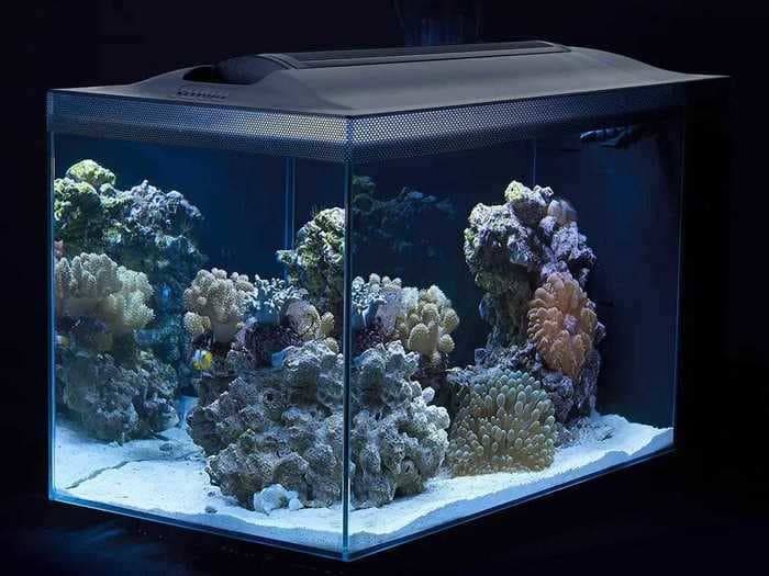 The best saltwater aquariums