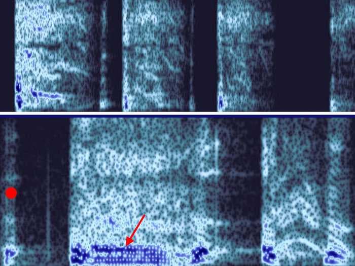 Do I sound sick to you? Researchers are building AI that would diagnose COVID-19 by listening to people talk.