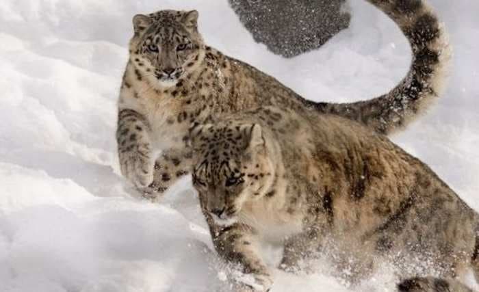 A rare snow leopard which killed 40 livestock in Himachal Pradesh was captured and sent to a zoo