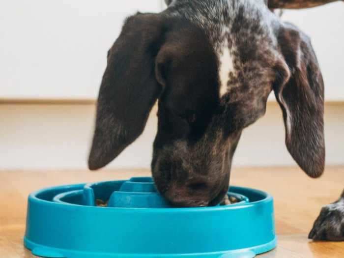 This dog bowl slows down dogs that eat too fast and can prevent bloat — here's how it works