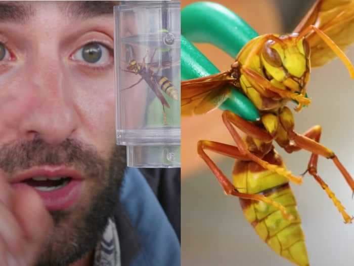 A YouTuber shot a video of a sting from the 'Executioner Wasp,' which he says tops the 'Murder Hornet'