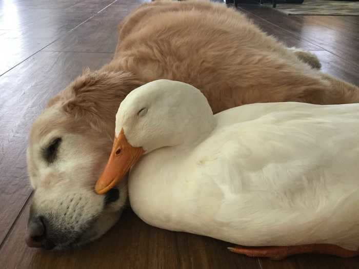 13 adorable photos of unlikely animal friends