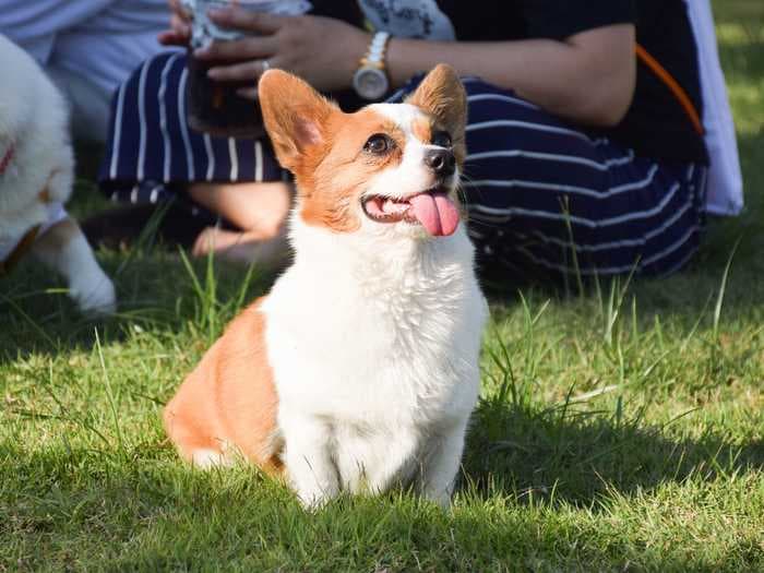 21 adorable photos of mixed-breed dogs that'll make your day