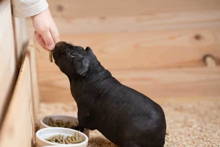 These hairless guinea pigs, known as 'skinny pigs,' are like having a mini hippo as a pet