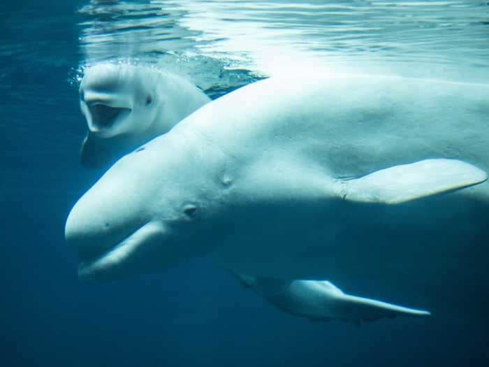 A beluga whale gave birth at an aquarium and photos showing the mom with her newborn calf will brighten your day